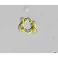 Tetrallanthos lagerheimii