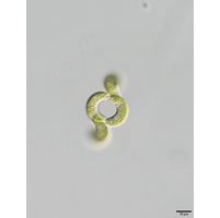 Tetrallanthos lagerheimii