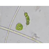 Terubaria schmidlei