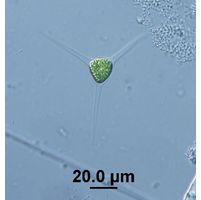 Treubaria schmidlei