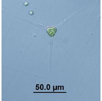 Treubaria schmidlei