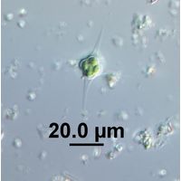 Treubaria triappendiculata