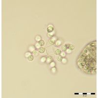 Westella botryoides