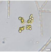 Westella botryoides