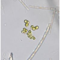 Westella botryoides