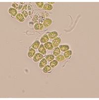 Willea apiculata