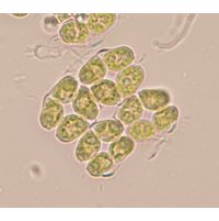 Willea apiculata