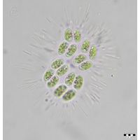 Willea vilhelmii