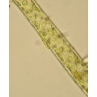 Aphanochaete repens
