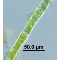 Aphanochaete repens