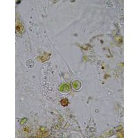 Aphanochaete sp.