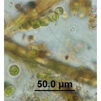 Aphanochaete sp.