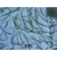Aphanochaete sp.