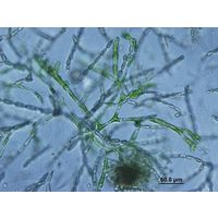 Aphanochaete sp.