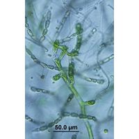 Aphanochaete sp.