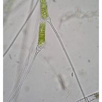 Bulbochaete