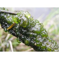 Chaetophora