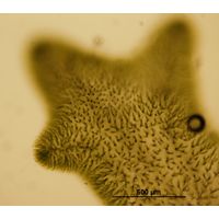 Chaetophora lobata