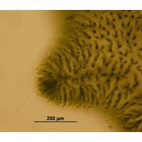 Chaetophora lobata