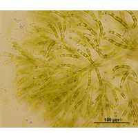 Chaetophora lobata