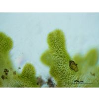 Chaetophora lobata
