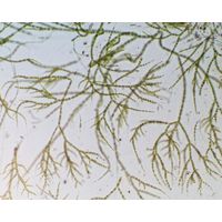 Chaetophora elegans