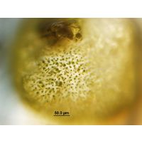 Chaetophora elegans