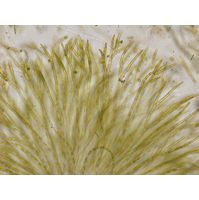 Chaetophora elegans