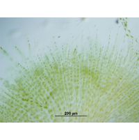 Chaetophora elegans