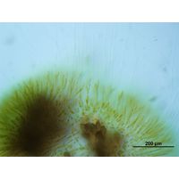 Chaetophora elegans