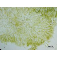 Chaetophora elegans