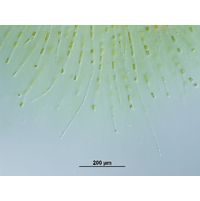Chaetophora elegans