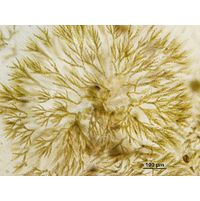 Chaetophora elegans
