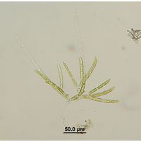 Chaetophora elegans