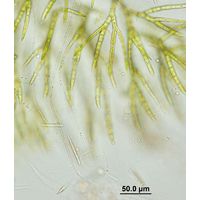 Chaetophora elegans