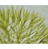 Chaetophora elegans