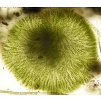 Chaetophora
