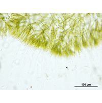 Chaetophora
