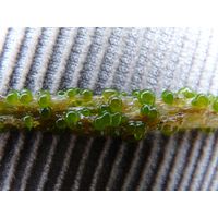 Chaetophora