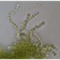 Coccobotrys