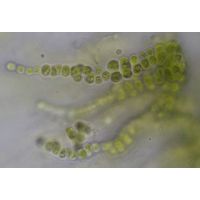 Coccobotrys