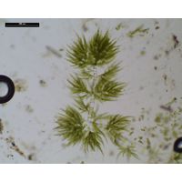 Draparnaldia acuta