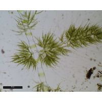 Draparnaldia acuta