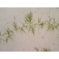 Draparnaldia