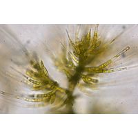 Draparnaldia mutabilis