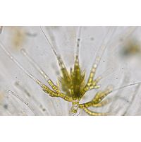 Draparnaldia mutabilis