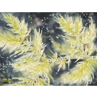 Draparnaldia plumosa