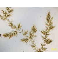 Draparnaldia plumosa