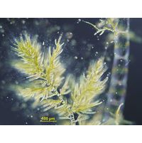 Draparnaldia plumosa