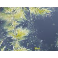 Draparnaldia plumosa